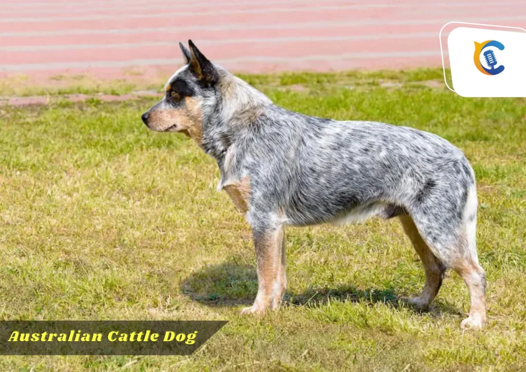 Best Dog Breeds in the United States