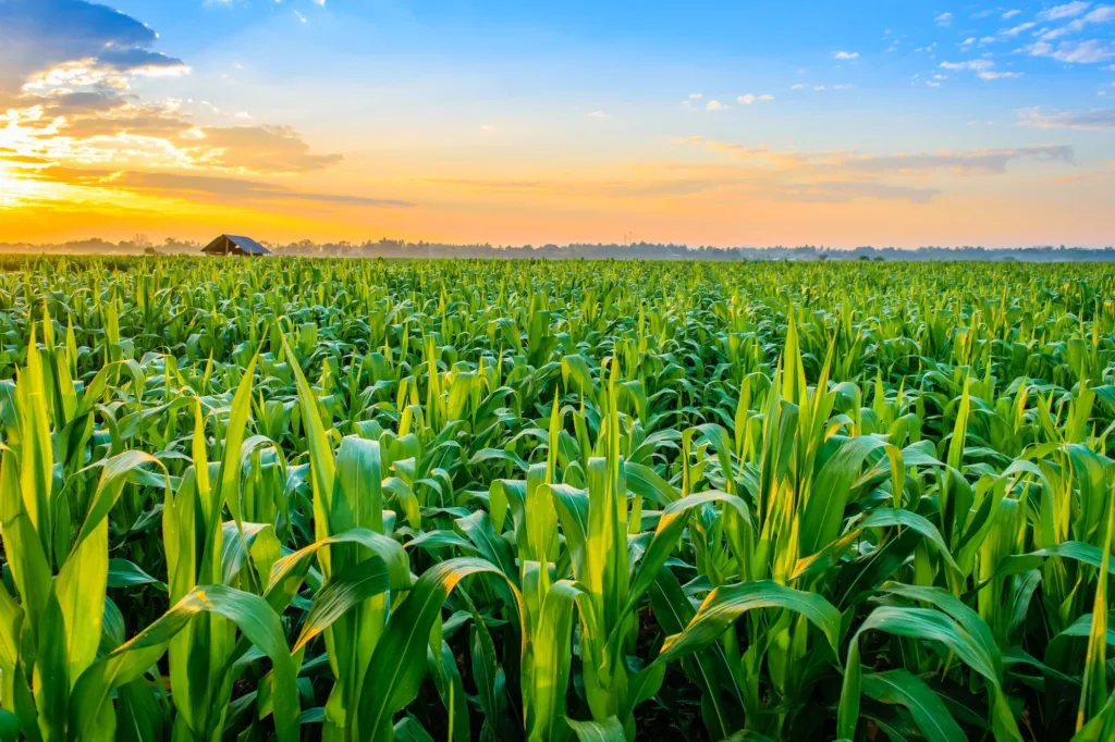 AI in Agriculture: Transforming the Industry with Smart Solutions